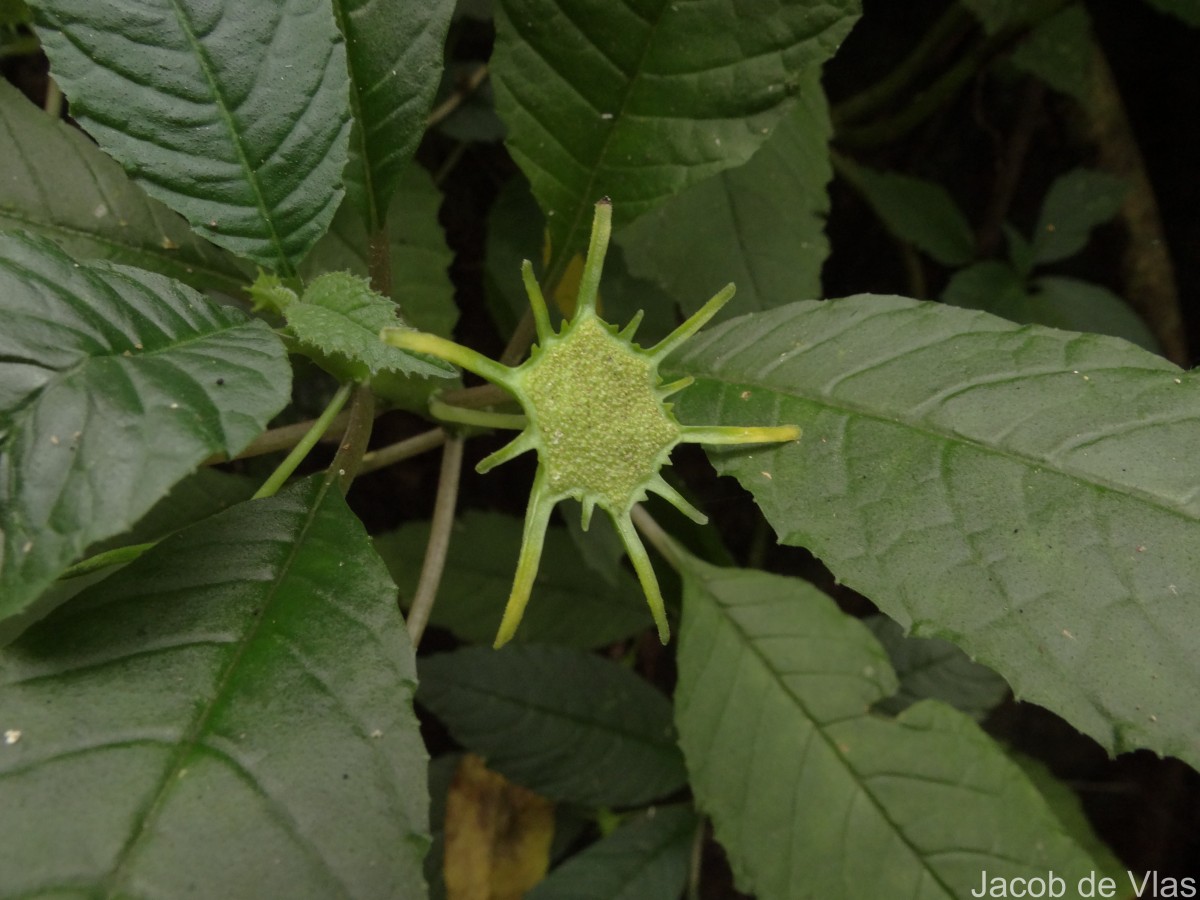 Dorstenia indica Wight